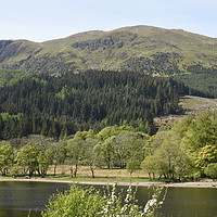 Buy canvas prints of trees on the shore of Loch Lubnaig, near Callendar by Photogold Prints