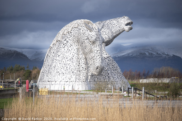 the Kelpies, the Helix, Falkirk, Scotland  Picture Board by Photogold Prints