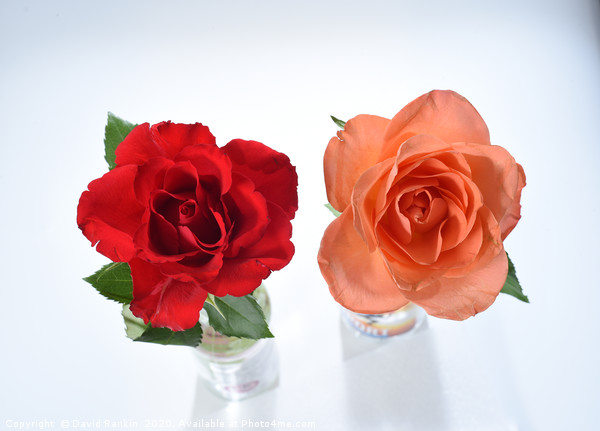 one red rose, one orange rose Picture Board by Photogold Prints