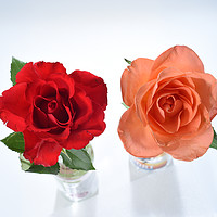 Buy canvas prints of one red rose, one orange rose by Photogold Prints