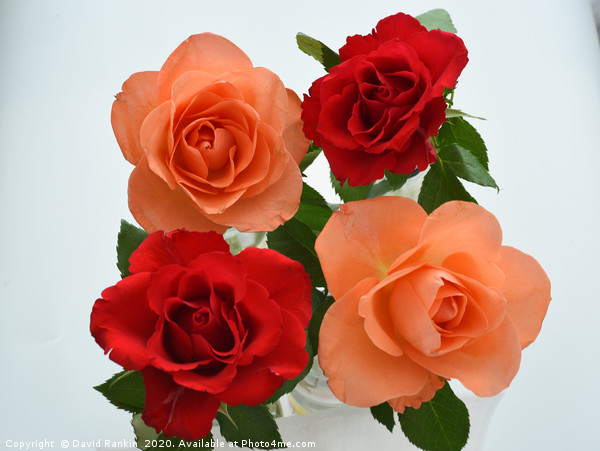two red roses, two orange roses Picture Board by Photogold Prints