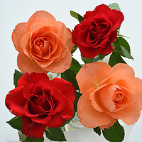 Buy canvas prints of two red roses, two orange roses by Photogold Prints