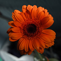 Buy canvas prints of orange chrysanthemum by Photogold Prints