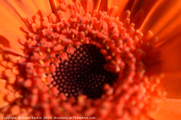single orange chrysanthemum in close up Picture Board by Photogold Prints