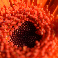Buy canvas prints of single orange chrysanthemum in close up by Photogold Prints