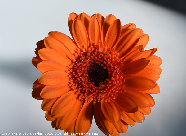 single orange Gerbera in strong sunlight Picture Board by Photogold Prints