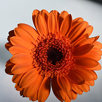 Buy canvas prints of single orange Gerbera in strong sunlight by Photogold Prints