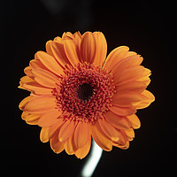 Buy canvas prints of single orange Gerbera in strong sunlight by Photogold Prints