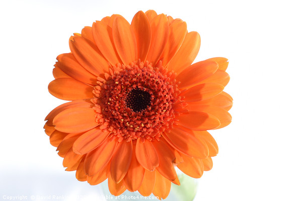 single orange Gerbera Picture Board by Photogold Prints