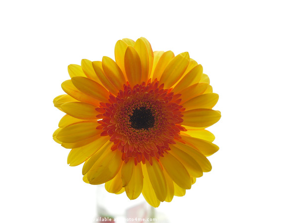 yellow gerbera, floral display Picture Board by Photogold Prints