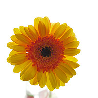 Buy canvas prints of yellow gerbera, floral display by Photogold Prints