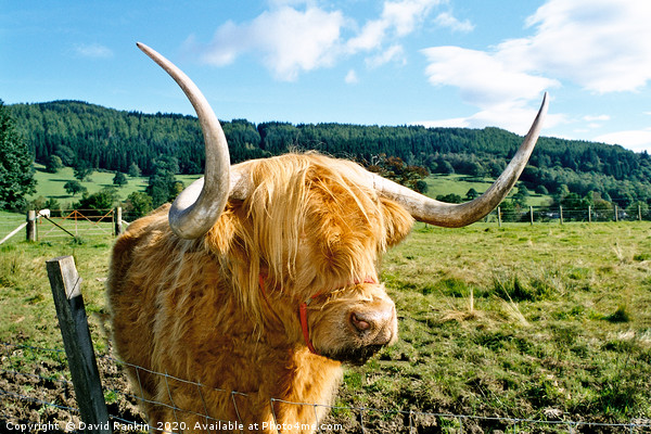 Highland cow Picture Board by Photogold Prints