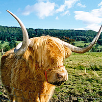 Buy canvas prints of Highland cow by Photogold Prints