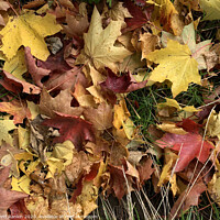 Buy canvas prints of Autumn leaves by Photogold Prints