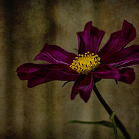 Buy canvas prints of  Cosmos by John Baker