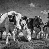 Buy canvas prints of  Goonhilly Cows by John Baker