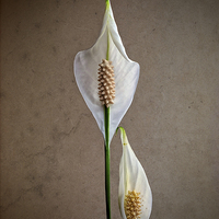 Buy canvas prints of  Peace Lily by John Baker