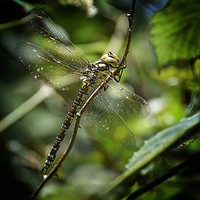 Buy canvas prints of The Southern Hawker by John Baker