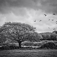 Buy canvas prints of Flight of the wild Geese by John Baker