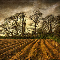 Buy canvas prints of Autumn Field by John Baker