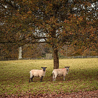 Buy canvas prints of Autumn Sheep by John Baker