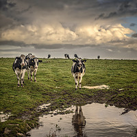 Buy canvas prints of Cows at Black Rock by John Baker
