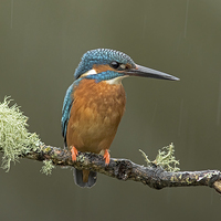 Buy canvas prints of  Rainy Days by Louise Morris