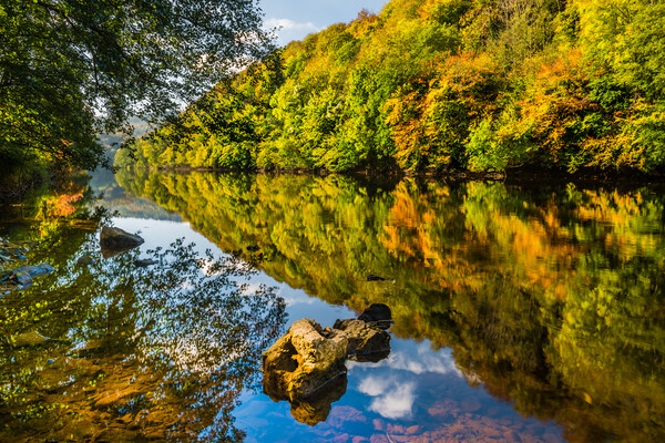 River Wye in Autumn, Symonds Yat Picture Board by David Ross