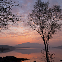Buy canvas prints of Loch Sunart at dawn, near Salen by David Ross