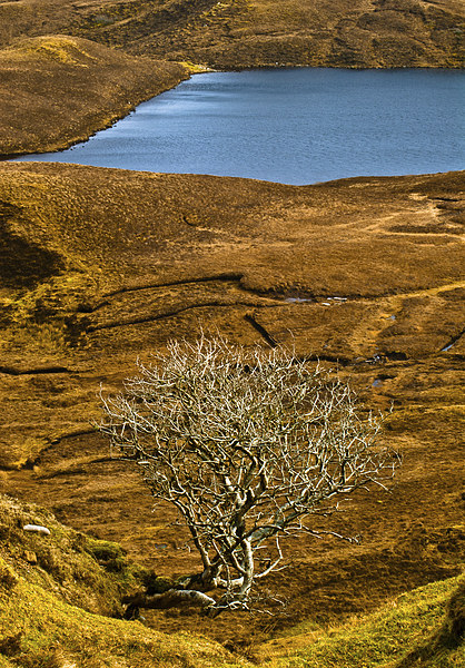 The Quiraing, Skye, lone tree Picture Board by David Ross