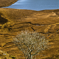 Buy canvas prints of The Quiraing, Skye, lone tree by David Ross