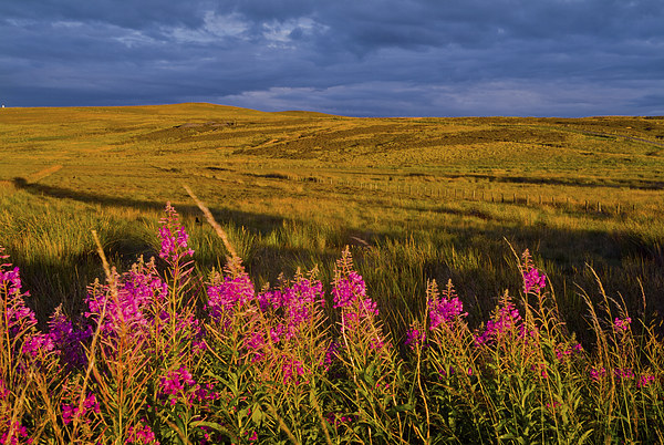 Rosebay willowherb, Summer evening, Troughend, Nor Picture Board by David Ross