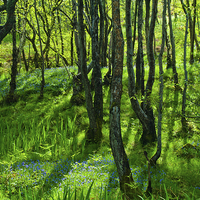 Buy canvas prints of Bluebell woods at Pirnmill, Isle of Arran by David Ross