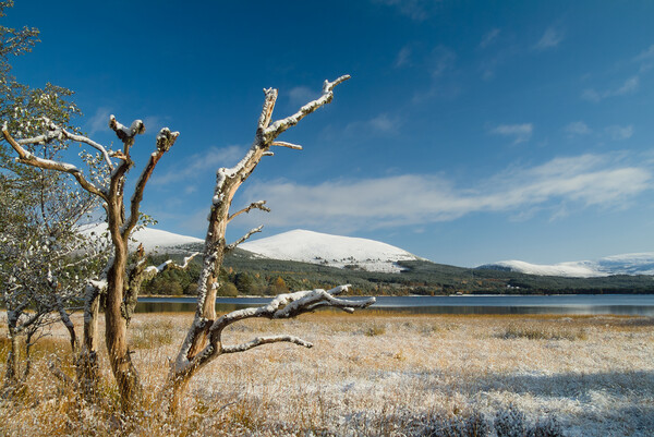 Loch Morlich Cairngorms in Winter Picture Board by David Ross