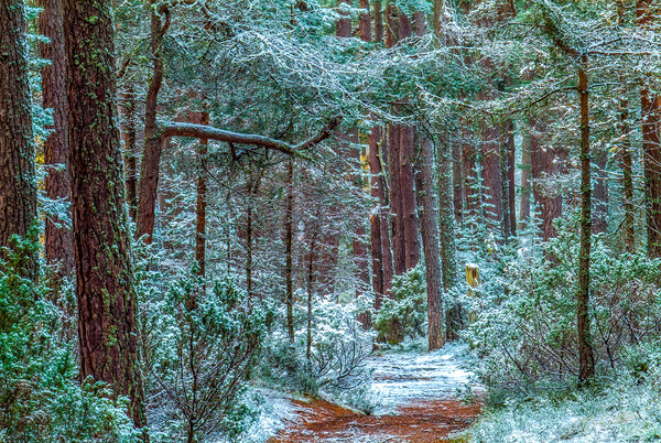 Abernethy Forest in Winter, Cairngorms Picture Board by David Ross