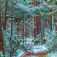 Buy canvas prints of Abernethy Forest in Winter, Cairngorms by David Ross
