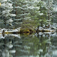 Buy canvas prints of Loch Garten Winter Reflections by David Ross