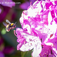 Buy canvas prints of Bee on Rhododendron blossom by Sue Knight