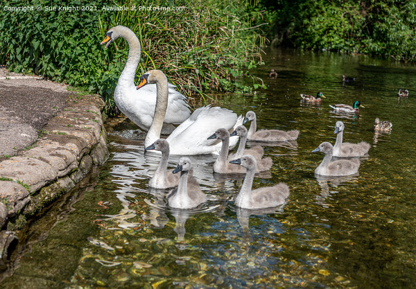 Family of Swans at Alresford, Hampshire Picture Board by Sue Knight