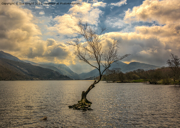 The Tree in the Lake, Llyn Padarn Picture Board by Sue Knight