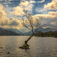 Buy canvas prints of The Tree in the Lake, Llyn Padarn by Sue Knight