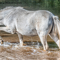 Buy canvas prints of New Forest Pony at Ipley by Sue Knight