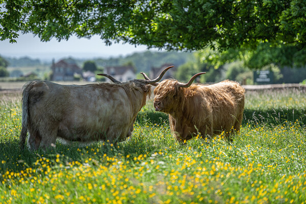 Highland cows shading under a tree Picture Board by Sue Knight
