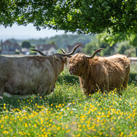 Buy canvas prints of Highland cows shading under a tree by Sue Knight