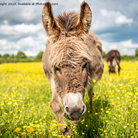 Buy canvas prints of A Donkey standing in a meadow full of Buttercups by Sue Knight