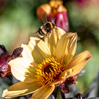 Buy canvas prints of Bee on Dahlia by Sue Knight