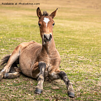 Buy canvas prints of Foal in the New Forest by Sue Knight