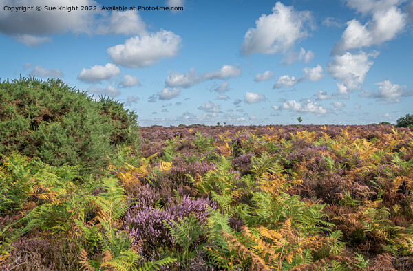 The glorious colours of the New Forest Picture Board by Sue Knight