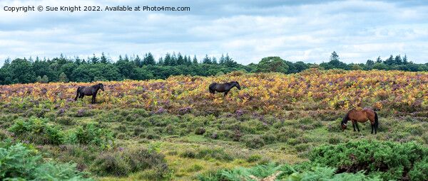 New Forest Ponies amongst the Bracken and Heather Framed Print by Sue Knight