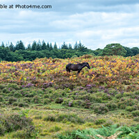 Buy canvas prints of New Forest Ponies amongst the Bracken and Heather by Sue Knight